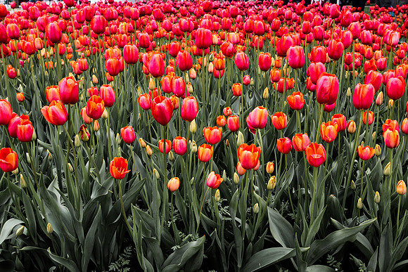 Tulips during the Tulip festival in Orange City, Iowa